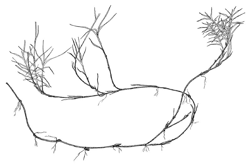 Trisetum distichophyllum