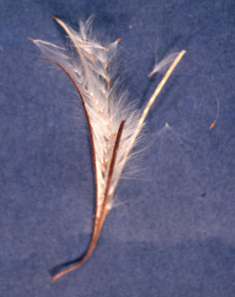 Fruit with seeds