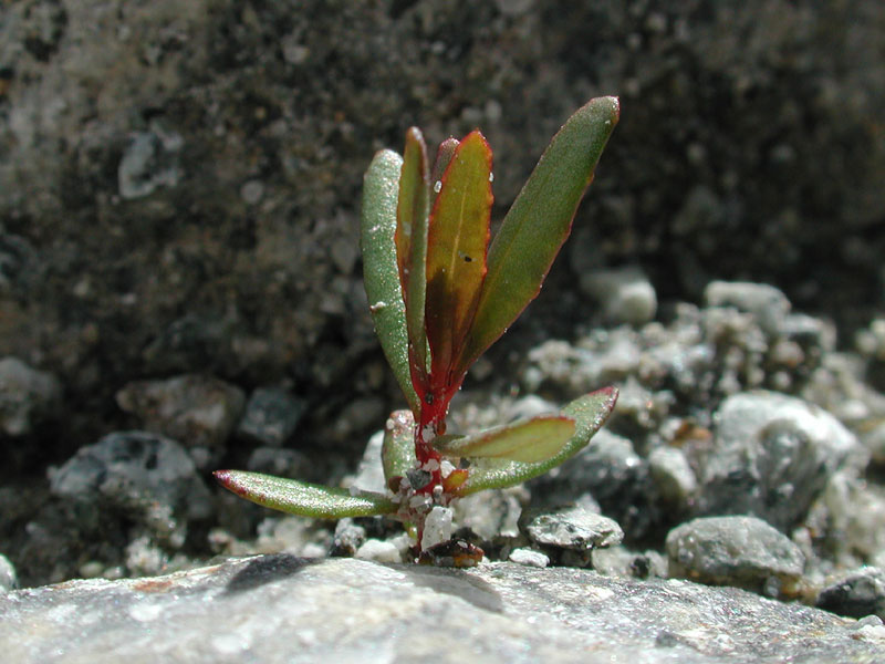 Seedling