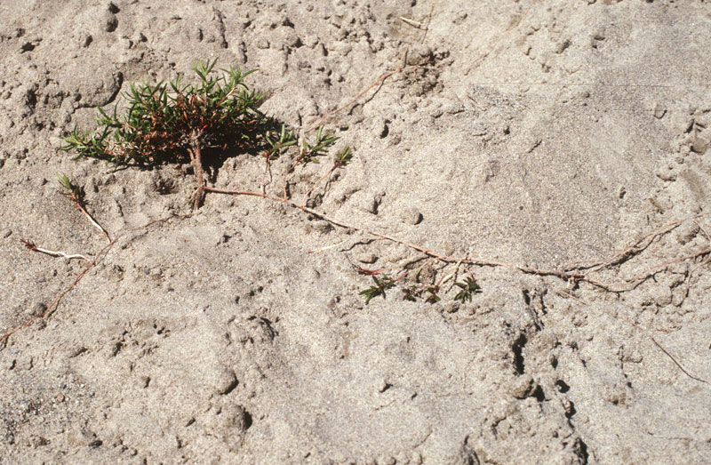 Excavated plant