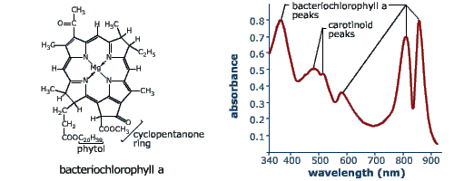 Bacteriochlorophyll a molecule and screening effectiveness