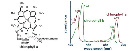 Chlorophyll a molecule and screening effectiveness