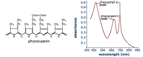 Phycocyanin molecule and screening effectiveness