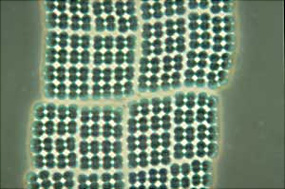 Merismopedia sp. containing chlorophylls