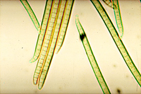 Phormidium sp. containing phycocyanin