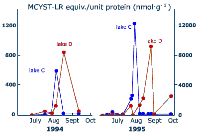 Microcystin concentration fluctuations from year to year