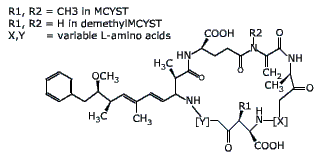 microcystin molecule