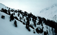 Timberline from the European Alps, dominated by spruce.