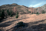 Timberline from the European Alps, dominated by spruce