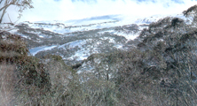 Timberline from the Snowy Mountains of Australia, dominated by gum trees