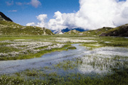 Lake and bog from the European Alps