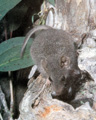 Brown antechinus