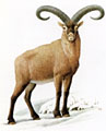 capra ibex cylindricormis