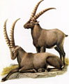 capra ibex