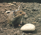 common vole