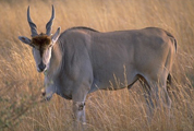 Common eland