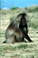 Gelada paviane