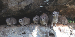 Hyrax