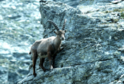 Ibex