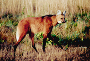 Maned wolf