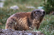 marmot