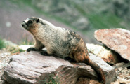 marmota caligata