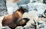 marmota flaviventris