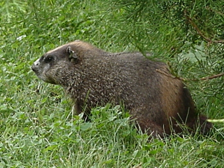 marmota_monax