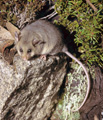 Mountain pygmy possum