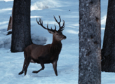 Red deer