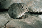 Snow vole