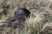 Narrow headed rat