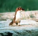 Stoat