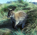 Red necked wallaby