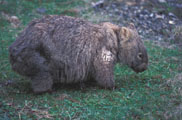 wombat