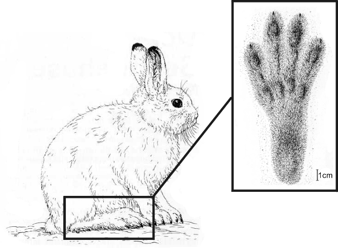 Hindfoot of Lepus timidus