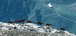 deer_migration3