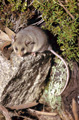 pygmy possum