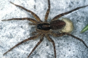 pardosa