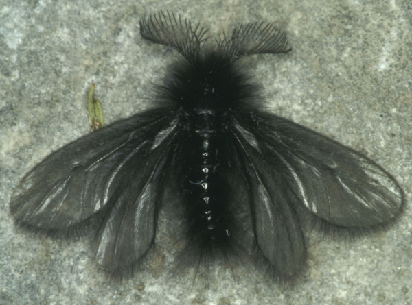 psychidae