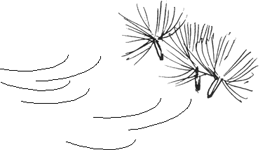 dispersal_plant