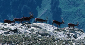 dispersal_animal