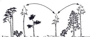 treetops