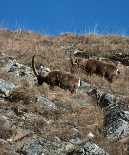 ibex_feeding