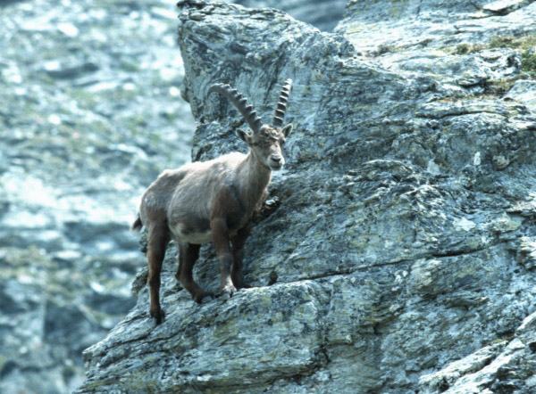 ibex_feeding