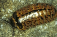 Glomeris conspersa