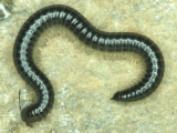 Leptoiulus allemannicus