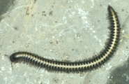 Leptoiulus riparius