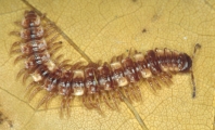 Polydesmus collinus