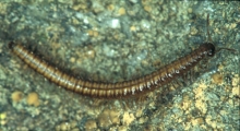 Trimerophorella rhaetica 